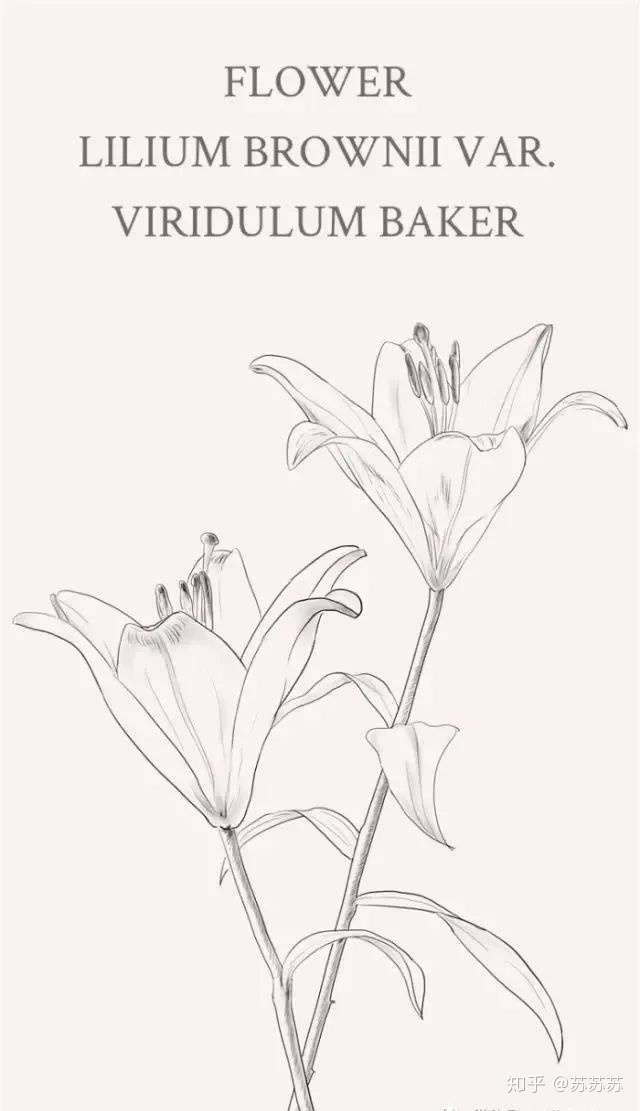 手绘识花 知乎