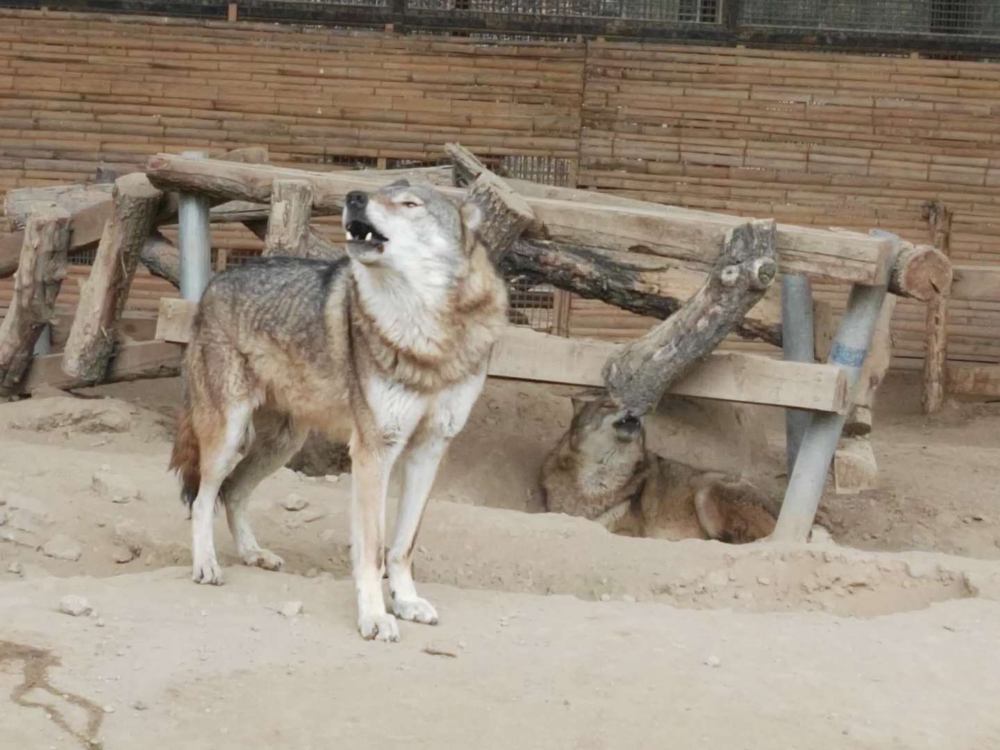 狗年说 狗 走进北京动物园 之二 犬科动物展区 知乎