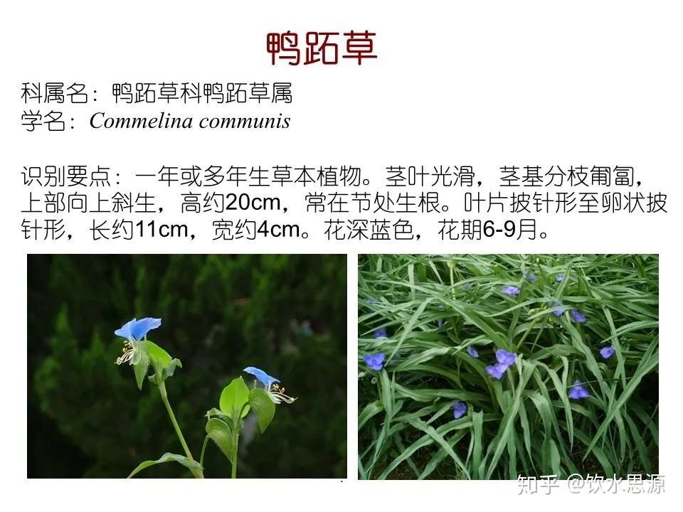 快收藏 80种常见景观专业水生植物 知乎