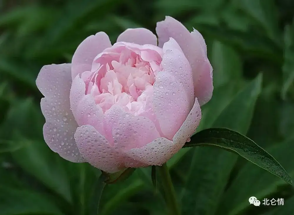 年年芍药承春宠 岁岁何曾羡牡丹 知乎