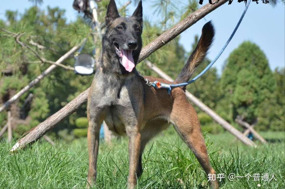 说马犬难养的 根本不了解它的这些好处 养了没后悔过 知乎