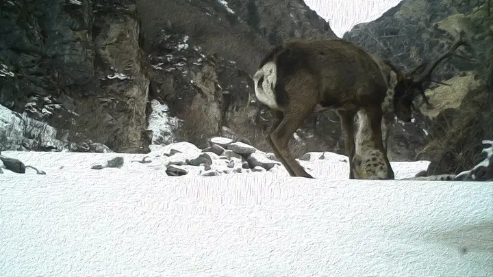 世界雪豹日：一个捕猎者、一个幸存者和一个记录者的故事（雪豹的生存）