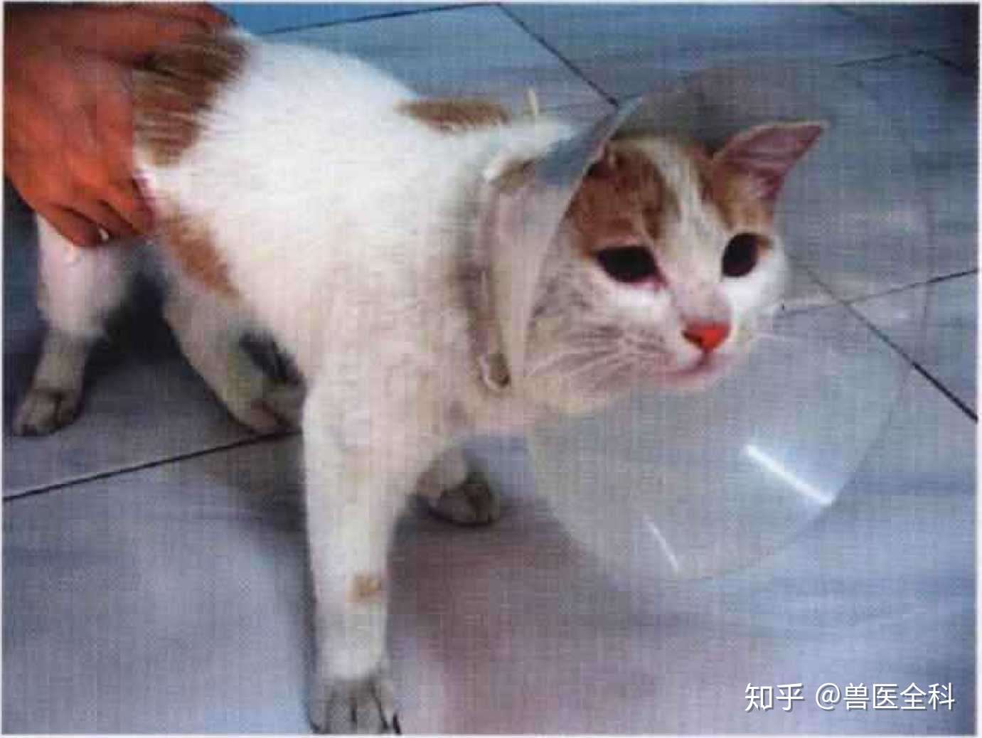 犬 猫常见的保定方法 知乎