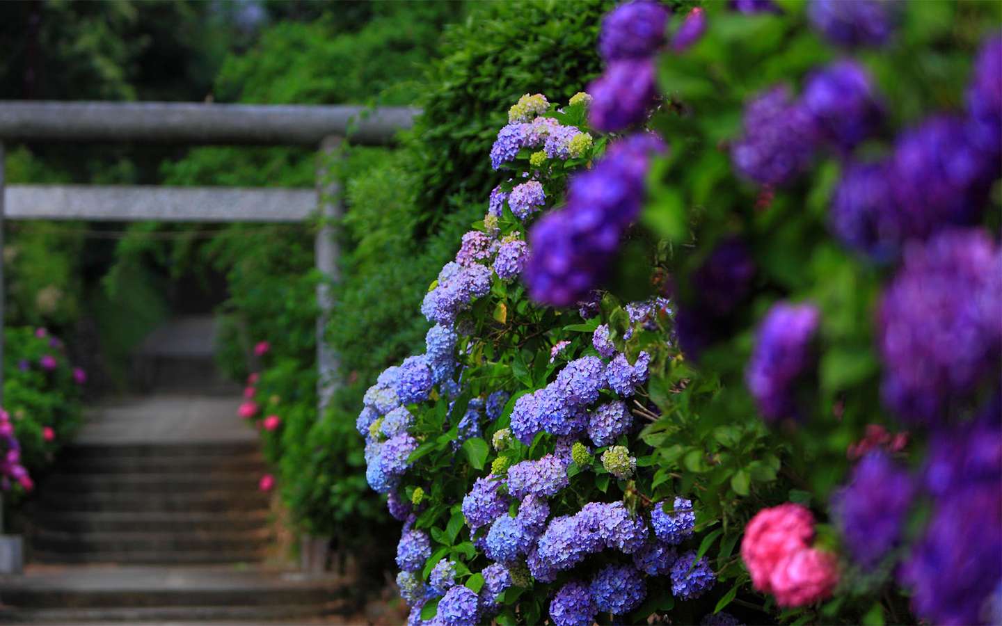 紫阳花已开 来感受日本的紫阳花文化 知乎