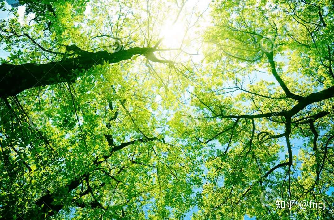 fncj 的想法: 日光和煦,微风吹拂 - 知乎