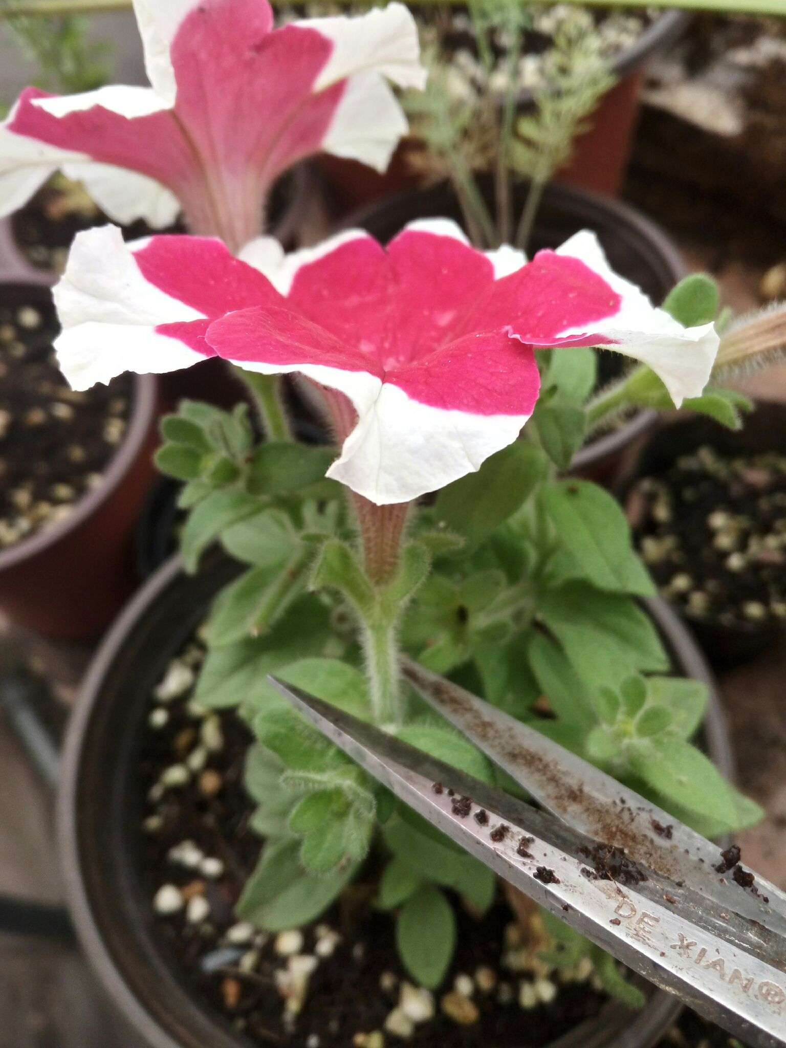 ran lee 的想法: 教大家修剪矮牵牛～剪除残花开更多～简易… - 知乎