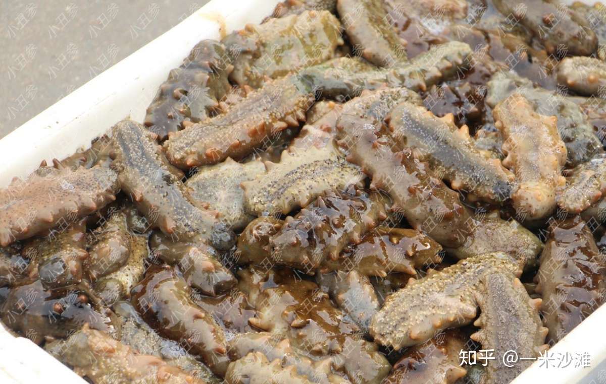 为什么有的海参那么贵 有的却那么便宜 知乎