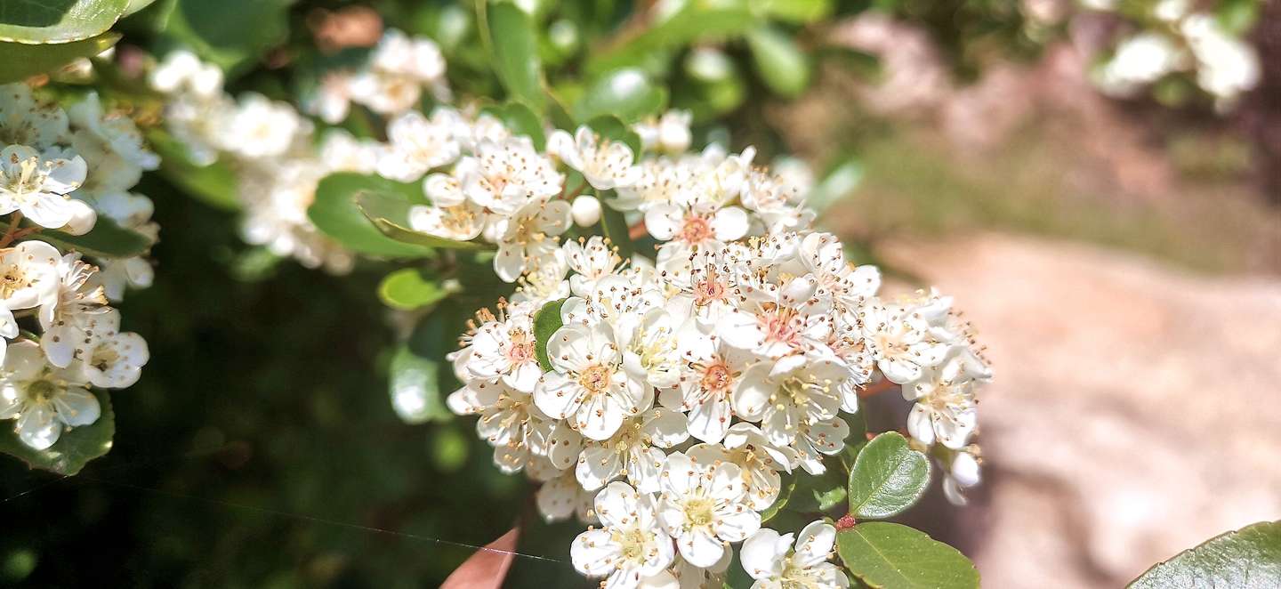 吉安视觉 花白胜雪四月中后河味道火棘花开 知乎