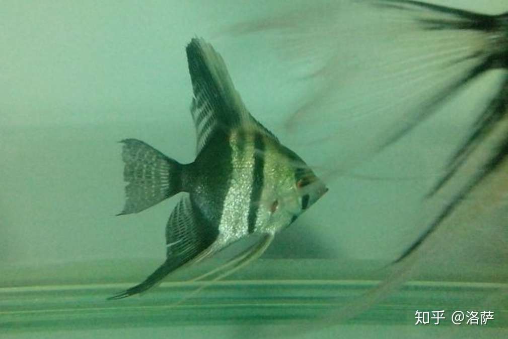 神仙鱼品种有哪些 燕鱼品类鉴赏大全 知乎 神仙鱼品种有哪些 燕鱼品类鉴赏大全 知乎