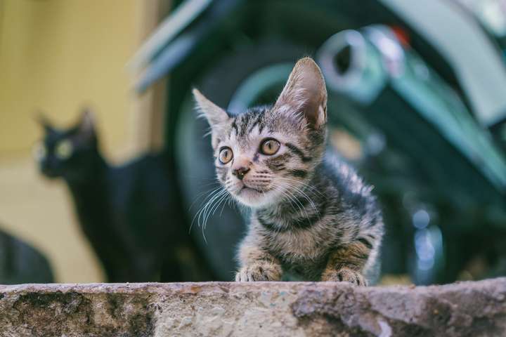 猫咪有寄生虫时,身体会有哪些信号? 猫咪有寄生虫时,身体会有哪些信号?