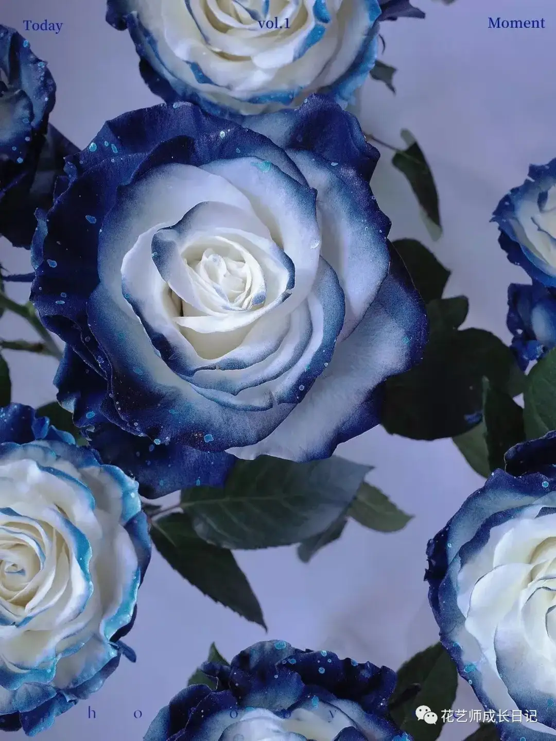 100朵玫瑰vol.56 | 厄瓜多尔银河玫瑰milky way，在浪漫宇宙中盛放的蓝玫瑰！ - 知乎