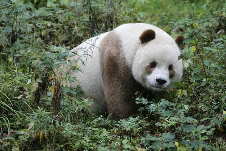 白色大熊猫首次图片