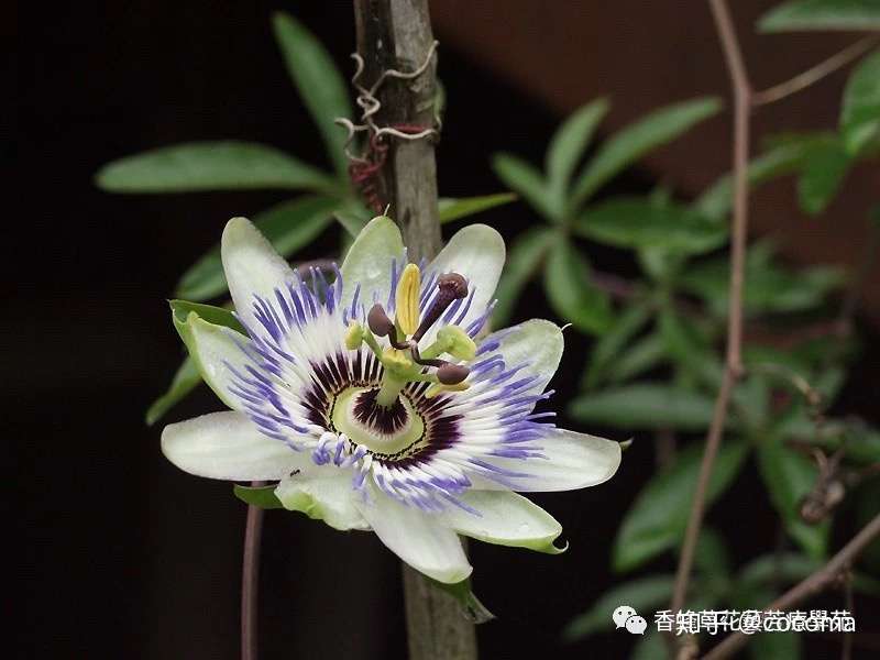 神圣的爱 时钟草 知乎