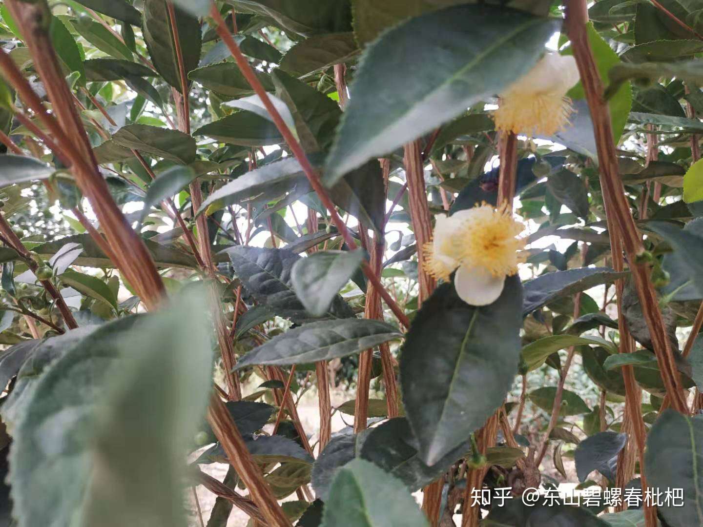 碧螺春茶花开了 浓浓的秋意 知乎