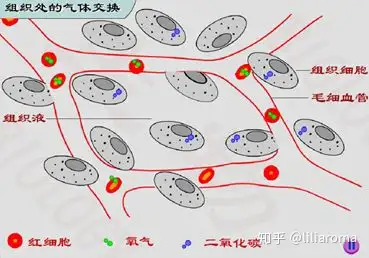 氧气是怎么进入人体细胞的