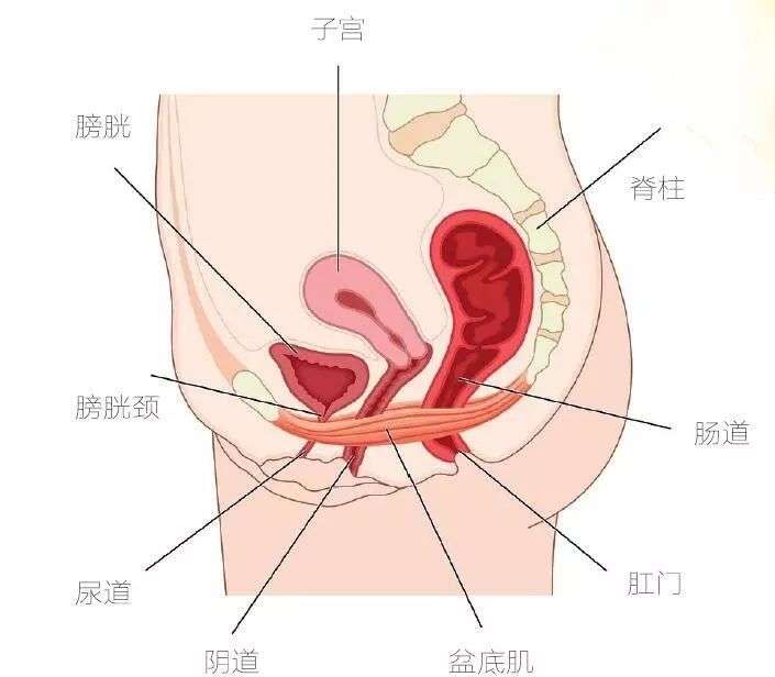 产后漏尿盆底肌松弛有多可怕几招教你告别尴尬