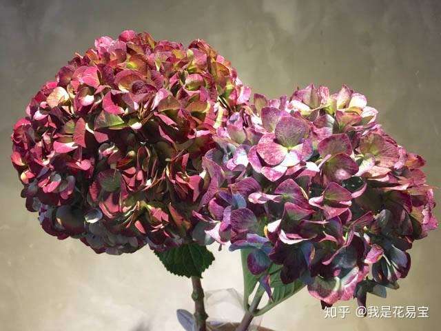 秋季花材清单 用色彩温暖你的秋季 知乎