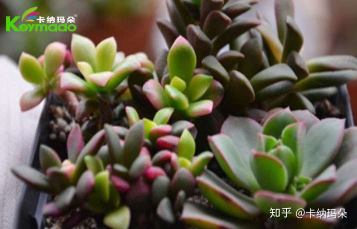 吹雪之松 知乎