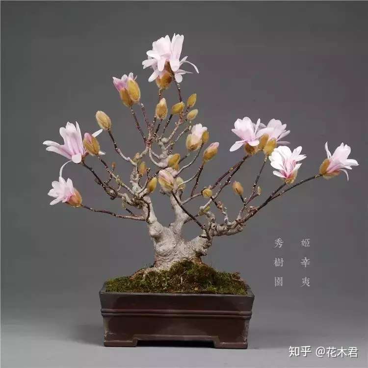 辛夷盆景的鉴赏与制作养护 知乎
