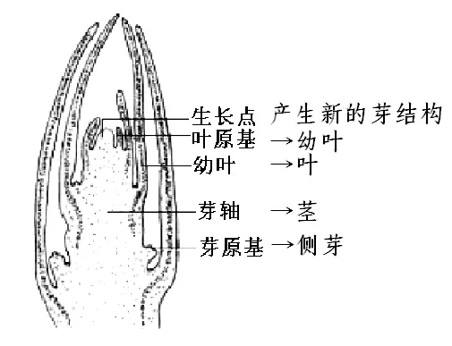 绿豆芽的根茎叶结构图图片