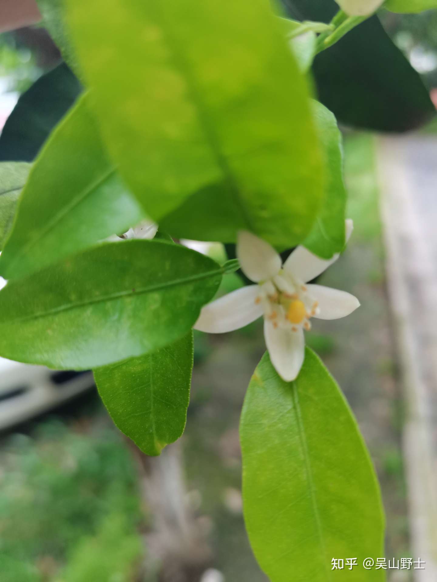 七绝 柑橘花 平水韵 知乎