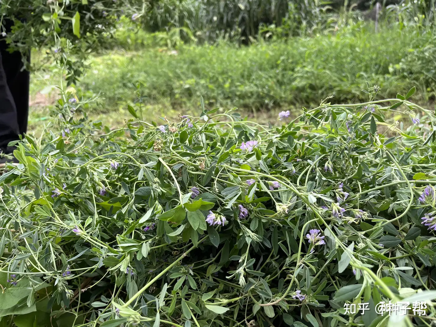 素有 牧草之王 之称的牧草 紫花苜蓿 经济价值如何 知乎