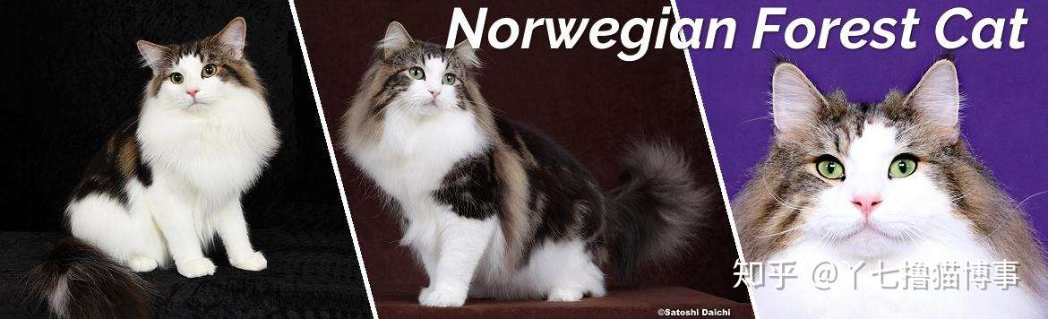 米克斯還是純種貓 活潑好動還是安靜害羞 到底哪種貓咪才適合我