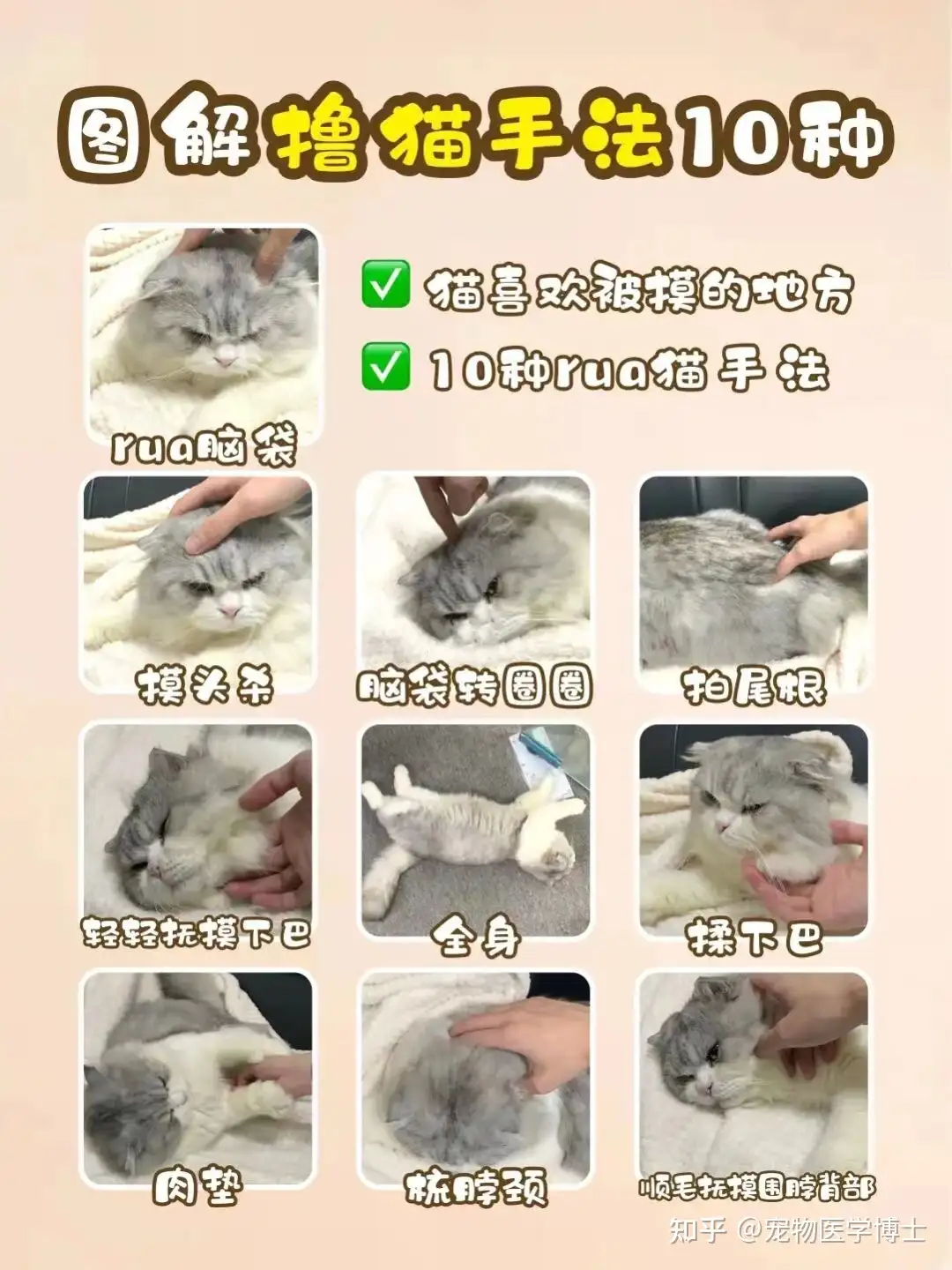 猫咪超爱！铲屎官必备撸猫手法#宠物百科- 知乎