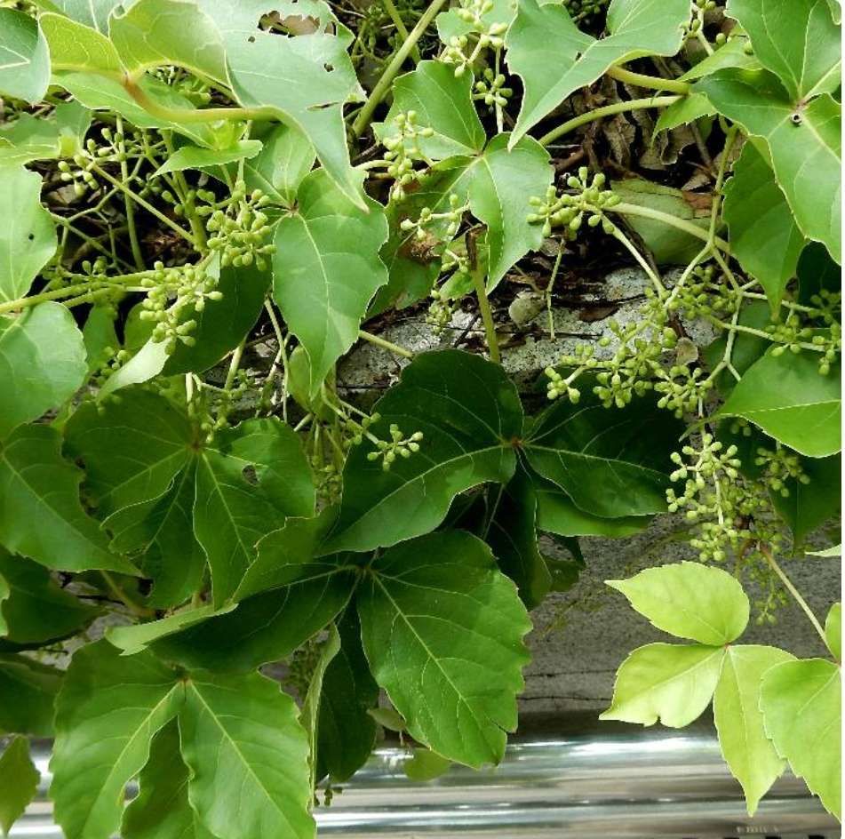 时光曼舞 的想法: 异叶地锦,俗名爬山虎,它的卷须成熟时成… - 知乎