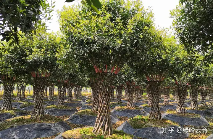 10种观赏性比较高的造型苗木推荐！