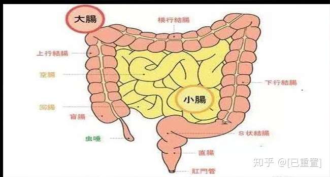 小肠癌是一种较罕见的消化道恶性肿瘤 为什么大肠癌高发 小肠癌罕见 知乎