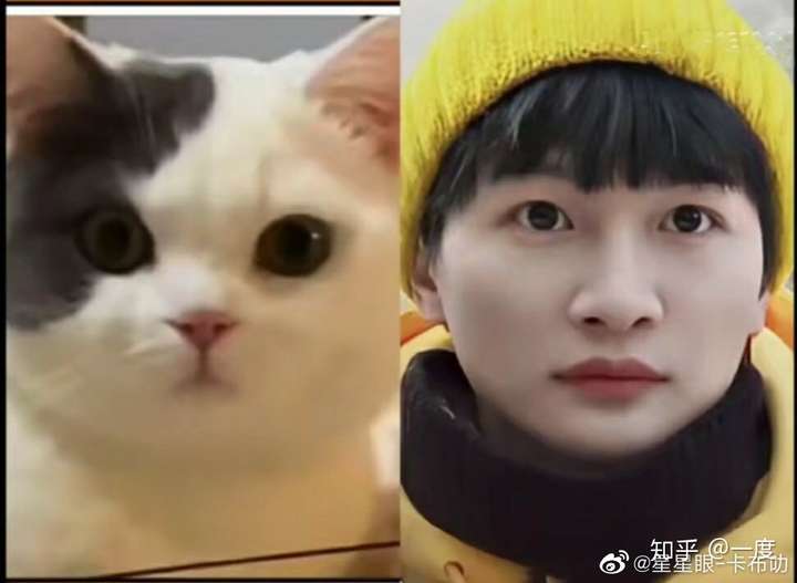 为什么都是周深是一只小猫咪,他不是一个冷清仙子吗?