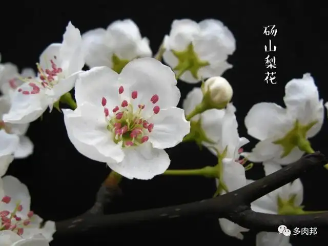 每日一花 梨花 知乎