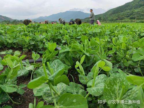 豌豆苗好吃又营养 掌握培育技巧 割完一茬又长一茬 知乎