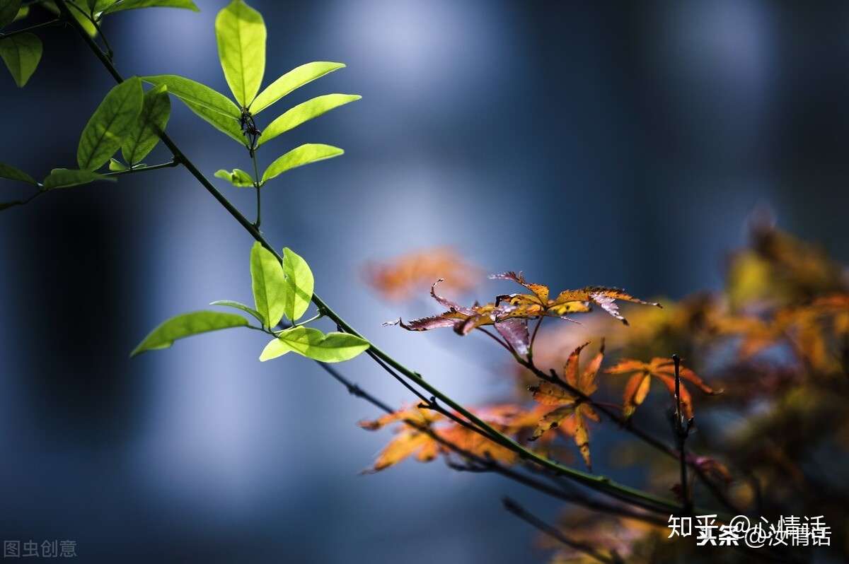 心情话专题 秋意浓 一场秋雨一场寒 知乎