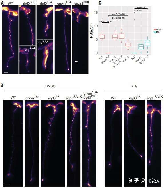 benfey 团队在 science 发表了题为 cell wall remodeling