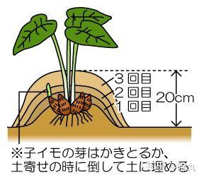 芋头 日本的里芋 海老芋 芋茎都是啥 知乎