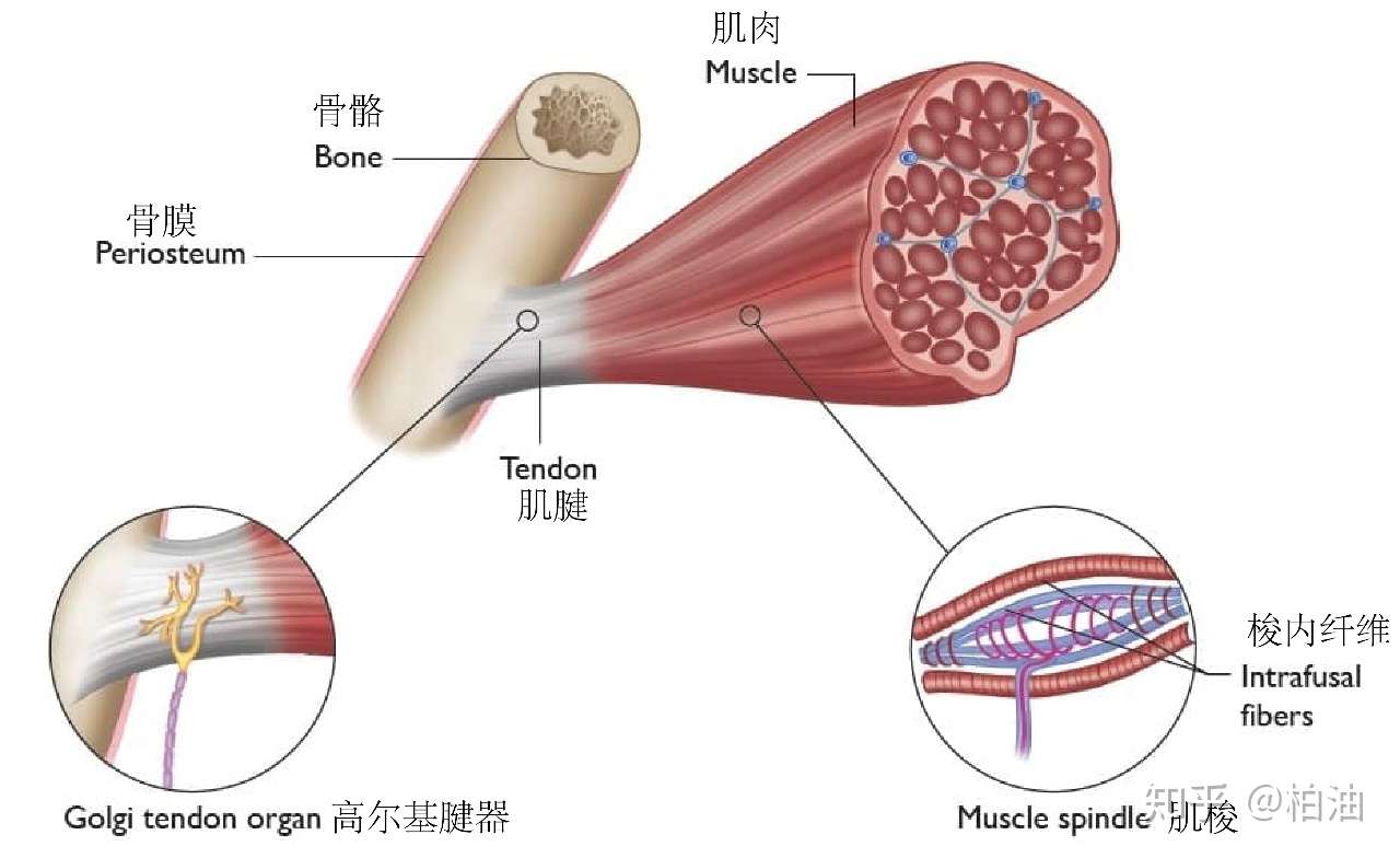 韧带 肌肉还是筋膜 拉伸到底拉的是什么 知乎