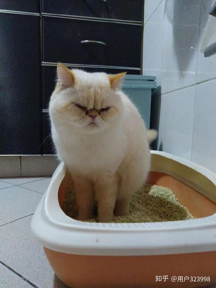 猫咪便血是怎么回事 大多数是这9种原因引起 宠主早知道早好 知乎