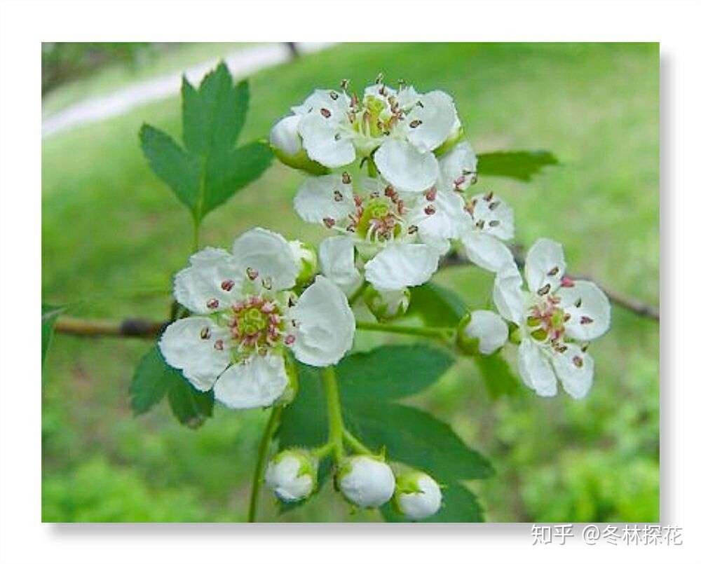 12月3日的生辰花 山楂花 知乎