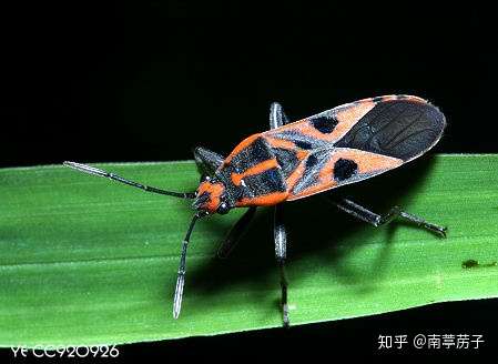 红蝽科与长蝽科的区分