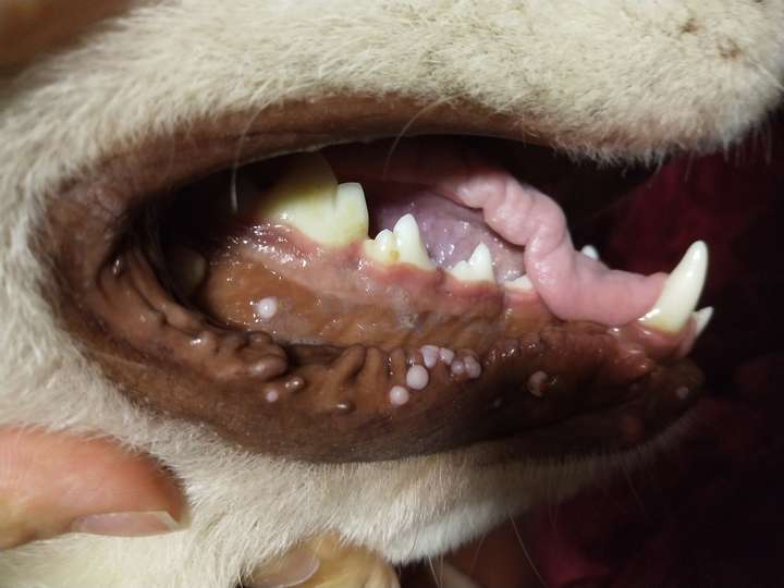 狗狗口腔里长菜花瘤如何治疗