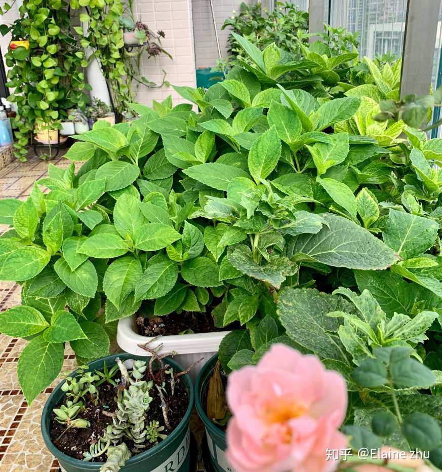 深圳绣球种植专题 知乎