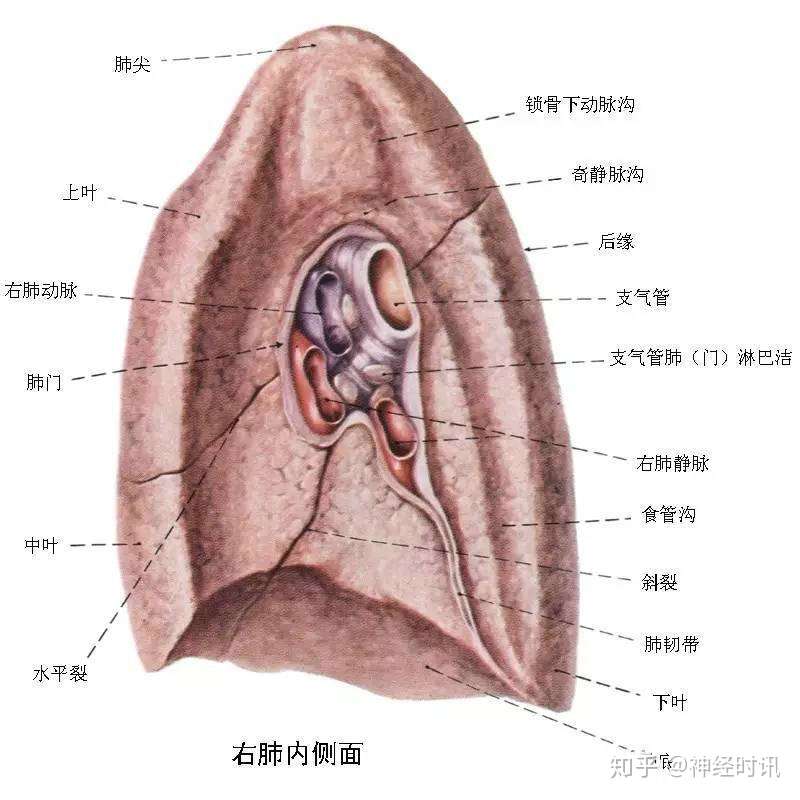 呼吸系统 精品解剖图 知乎