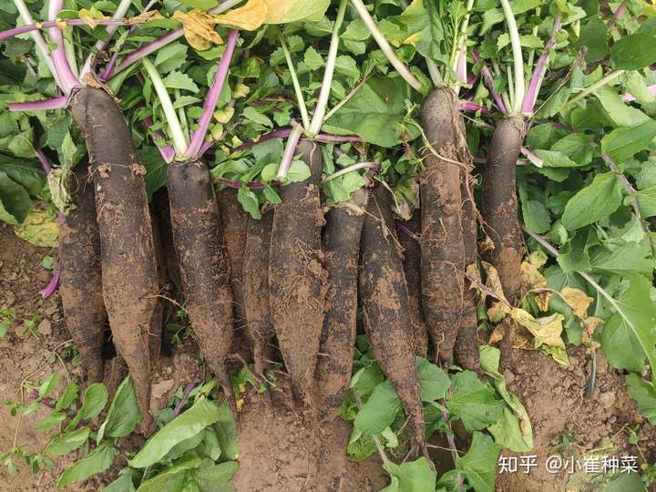 黑萝卜你见过吗?什么味道呢? - 知乎