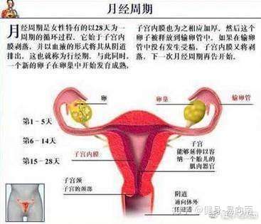 月经周期中如何正确健身训练