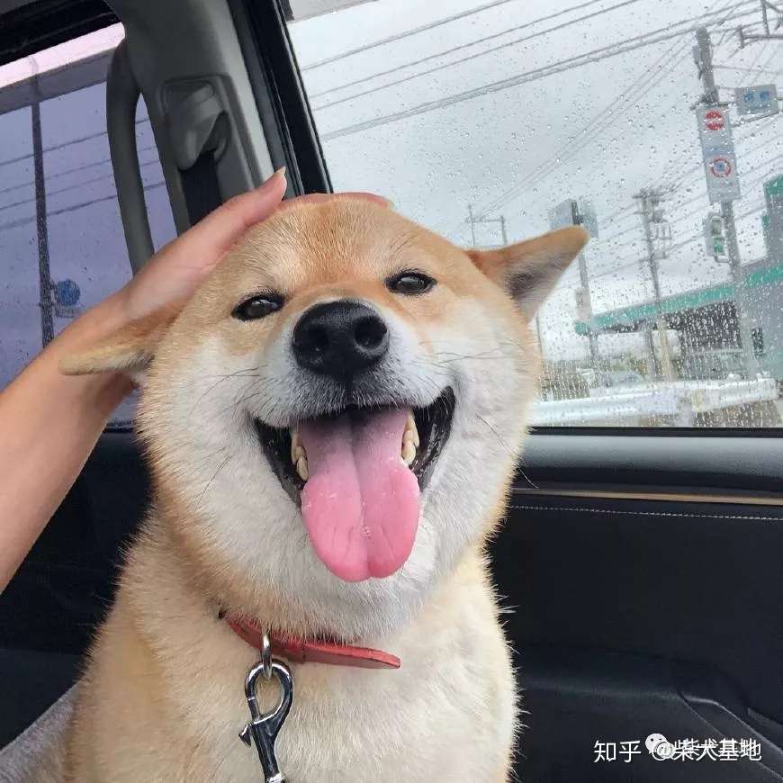 柴犬为什么那么多的人喜欢它 知乎