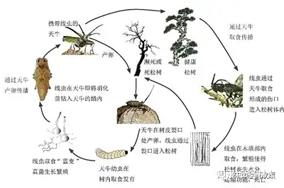 松材線蟲病的那些事兒