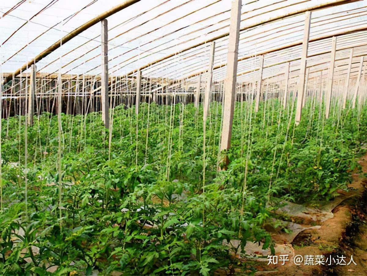 降温持续 蔬菜 冷害 要早防 知乎