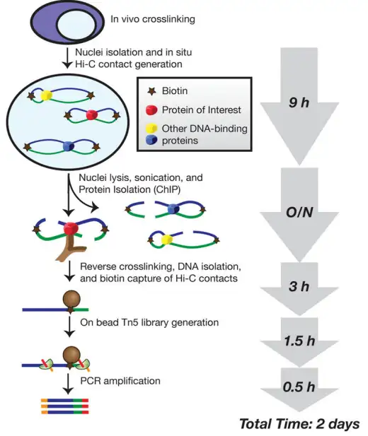 《特定蛋白介导的染色质互作捕获技术：ChIA-PET、HiChIP、PLAC-seq》